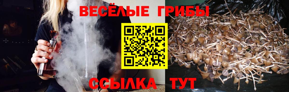 Галлюциногенные грибы прущие грибы  Вход с VPN  где найти   Гатчина 